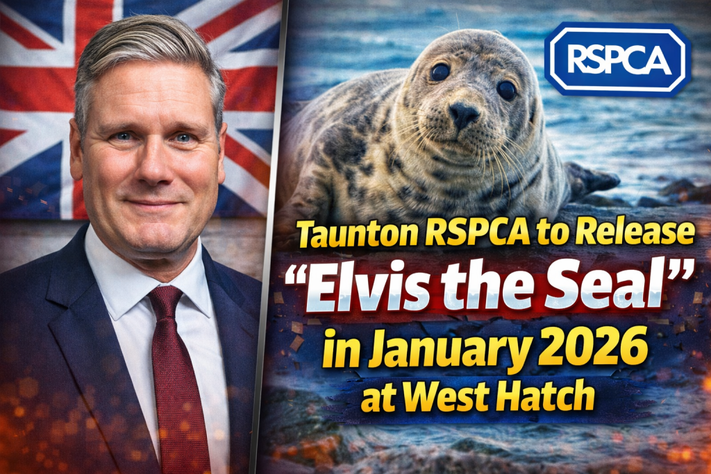 Taunton RSPCA to Release “Elvis the Seal” in January 2026 at West Hatch